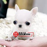 韩国引进精品苹果头吉娃娃  纯种吉娃娃幼犬
