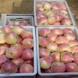 徐州丰县 大沙河苹果 新鲜有机水果 红富士 苹果 10斤 江浙沪包邮