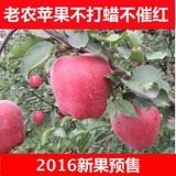预售2016新果甘肃礼县花牛苹果新鲜老花牛苹果粉果水果10斤包邮
