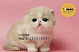 异国短毛猫赛级 纯种加菲猫 宠物猫 活体CFA双血统带证繁育首选