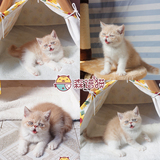 加菲猫红虎斑加白小公猫 幼猫异国短毛猫出售活体宠物猫包7天猫瘟