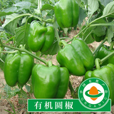 【优异家】新鲜青椒圆椒 现摘有机灯笼椒农家时令应季蔬菜农产品
