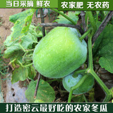 新品 密云农家蔬菜 小冬瓜 有机肥无农药 1个2斤 北京当日达