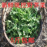 苏北农家现挖新鲜绿色野生荠菜 野菜 有机蔬菜 现挖现发  5斤包邮