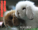 兔子活体兔宝宝 宠物兔 成都纯种迷你垂耳兔狮子兔宠物兔包活疫苗
