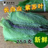 长白山紫苏叶新鲜苏子叶当天采摘山野菜250克