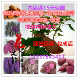 高产量地瓜苗 紫薯苗 紫山芋苗红薯苗  紫番薯苗 紫薯种子种苗