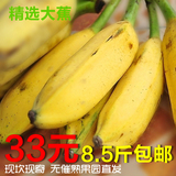 广西特产大芭蕉新鲜水果 农家有机甜绿大蕉水果批发果园直销8斤