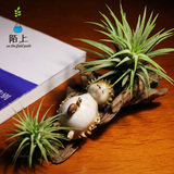 创意微景观空气凤梨组合铁兰diy迷你植物办公室桌面龙猫盆栽礼物