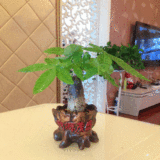 室内桌面植物 招财猪 发财树小型盆栽盆景 办公室内观叶绿植 含盆