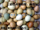 正宗七彩野山鸡种蛋 放养纯天然山鸡受精蛋 可孵化