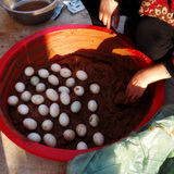 古法腌制农家咸鸭蛋 腌鸭蛋 咸蛋 生咸鸭蛋 25枚包邮做糯米蛋