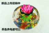 金鱼缸 玻璃 水族箱小型创意生态圆形 大号乌龟缸 迷你造景培装饰