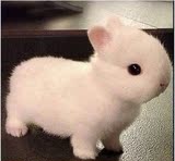 兔子活体狮子兔猫猫兔纯种宠物兔兔宝宝宠物活体侏儒兔情人节礼物