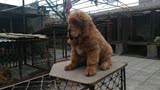 活体长毛狮子头红色成年藏獒宠物狗幼犬
