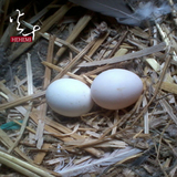 特级农家自养孕妇鸽子蛋信鸽30枚五谷杂粮白鸽蛋新鲜宝宝辅食包邮
