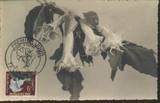 马达加斯加1959年曼陀罗花卉邮票极限片（反面一小段胶带）