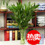 富贵竹水培植物客厅卧室办公室防辐射植物吸甲醛盆栽