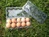 现货10枚装小号土鸡蛋野鸡蛋柴鸡蛋包装盒塑料吸塑蛋托鸡蛋托盘