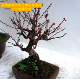 批发高档红梅花盆景（朱砂梅）乌梅 绿梅 造型盆景树桩 当年开花