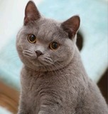 纯种活体宠物 高品质 英国短毛猫 深虎斑色