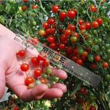N 513世界上最小的番茄 5粒 美国进口甜小豆番茄种子