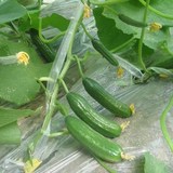 盆栽蔬果蔬菜籽 荷兰小黄瓜种子 易种水果种子 爬藤蔬果种子