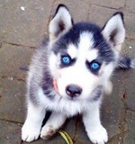 南京家养纯种 双蓝眼哈士奇幼犬 雪橇犬小哈出售 疫苗已做 包健康