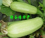 北京新鲜农家自种蔬菜西葫芦 有机菜同城配送 绿色时令蔬菜
