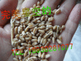 自家种植无公害带皮小麦 鸡鸭饲料 小麦种子 小麦草 2014年新货