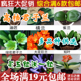 特价 精品盆栽 君子兰种子 圆头 和尚 雀兰 黄技师 品种齐全