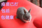 侏儒兔宝宝 宠物兔 活体宠物兔子 疫苗已打支持视频挑自家繁殖