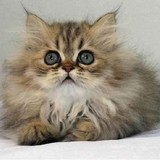 【家养更健康】名种猫 金色金吉拉幼猫，有公有母，还有红虎斑