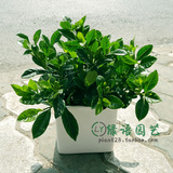 栀子花盆栽 室内花卉绿植 夏季观花植物芳香浓郁 上海送货上门