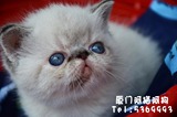 异国短毛猫-CFA注册纯种赛级加菲猫-重点色加菲DD宠物猫出售