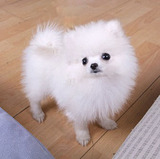 合肥纯种博美幼犬出售白博美球体博美宝宝白色哈多利版博美小型e1