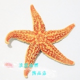 特价 天然刺棘海星 10-15cm  家居装饰 地台墙贴 海螺贝壳批发