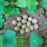 【维康庄园】有机山鸡蛋和野鸡蛋试吃装 各10枚