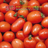 老一特卖 新鲜有机樱桃迷你小番茄小柿子圣女果15.9元/500g