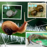 蜗牛蛞蝓福寿螺鼻涕虫专用杀虫剂 蜗牛药 杀蜗牛 农药 颗粒剂粉剂