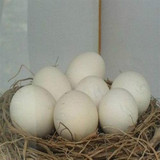 蓝孔雀种蛋 孔雀蛋 蓝孔雀苗 受精蛋