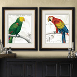 美式风格装饰画客厅餐厅挂画经典美式壁画金刚鹦鹉系列