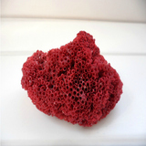 海底红管珊瑚4-6厘米 海螺贝壳珊瑚批发 贝壳工艺品鱼缸水族造景