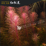 [陌度水族]红松尾 热带观赏鱼虾缸箱造景红尾松 红色系活体真水草
