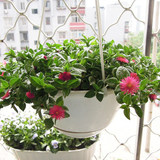 盆栽花卉植物 牡丹吊兰 垂吊花卉 别名口红吊兰 吸甲醛 净化空气