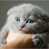 【只卖家养，网店+实体店】苏格兰折耳 纯种幼猫 折耳蓝猫*陆