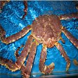 青岛鱼姐，鲜活阿拉斯加帝王蟹，4-6斤/只，500克，海鲜