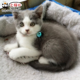 CFA英国短毛猫 正八字英短蓝白4个月小猫dd糯米团团 宠物猫 sold