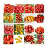 珍珠小番茄  圣女果种子 樱桃番茄  小西红柿 1元30粒5元200粒