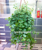 花卉盆栽 吊兰 大口红20- 60厘米左右长度 净化空气